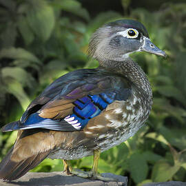 Wood Duck Profile by Jean Noren