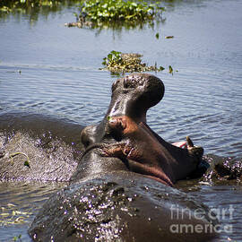 Yawning Hippo by Darcy Michaelchuk