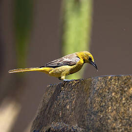 Yellow Bird with Fountain by Joe Schofield