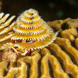 Yellow Christmas Tree by Jean Noren