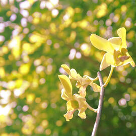 Yellow Orchids by Georgia Clare