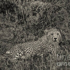Young Cheetah Abstract by Darcy Michaelchuk