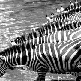 Zebra - Black or White Stripes by Darcy Michaelchuk