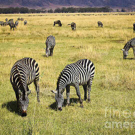 Zebra Grub by Darcy Michaelchuk