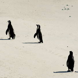  Jackass Penguins walking on beach by Sami Sarkis Photography