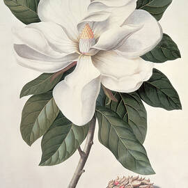  Magnolia by Georg Dionysius Ehret