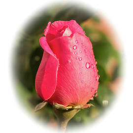 A Rose for Love by Ed Clark