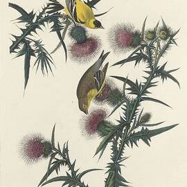 American Goldfinch by Dreyer Wildlife Print Collections 