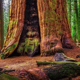 Ancient General Sherman Tree in Sequoia National Park by Miroslav Liska