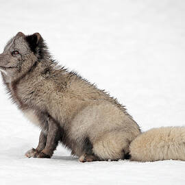 Arctic Fox by Grant Glendinning