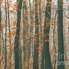 Autumn forest by Jelena Jovanovic