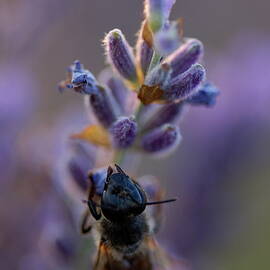 Bee gathering nectar from lavender flower at sunset by Sami Sarkis Photography