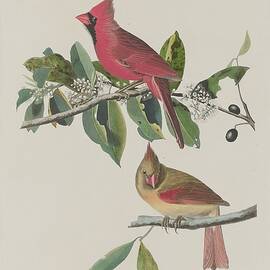 Cardinal Grosbeak by Dreyer Wildlife Print Collections 