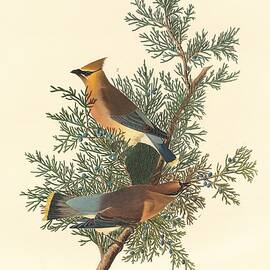 Cedar Bird by Dreyer Wildlife Print Collections 