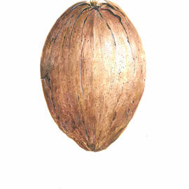 Coconut by Lincoln Seligman