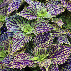 Coleus Leaves by Jessica Jenney