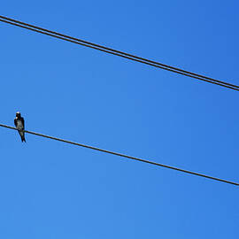 Couple of birds perching on electric power lines by Sami Sarkis Photography