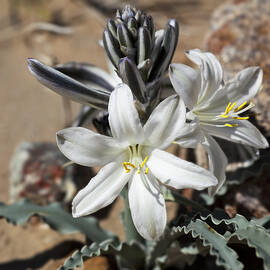 Desert Lily by Kelley King