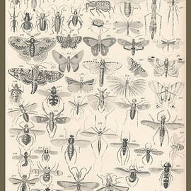 Entomology by Dreyer Wildlife Print Collections 