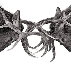 Eye to eye by Jim Cumming