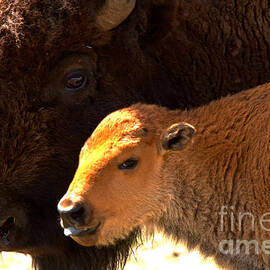 Eyes Of A Proud Mom by Adam Jewell