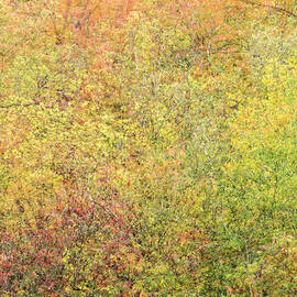 Fall Colors - Abstract by Shankar Adiseshan