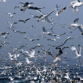 Flock of seagulls in the sea and in flight by Sami Sarkis Photography