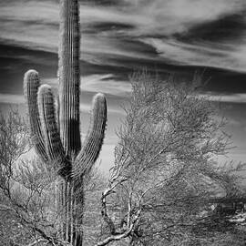 Giant Saguaro by Kelley King