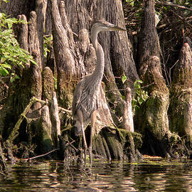 Heron and Cypress Knees by Steven Sparks