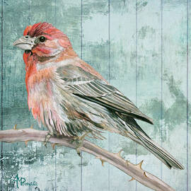 House Finch by Angeles M Pomata