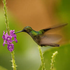 Hummingbird in Costa Rica by Natural Focal Point Photography