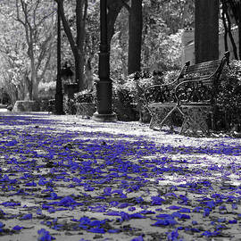 Magic Carpet by AM FineArtPrints