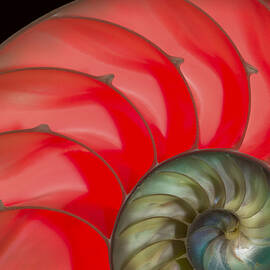 Nautilus by Jean Noren