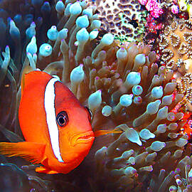 Nemo by Jean Noren