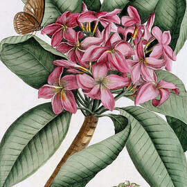 Plumeria by Georg Dionysius Ehret