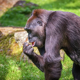 Portrait of a big western lowland gorilla  by Miroslav Liska