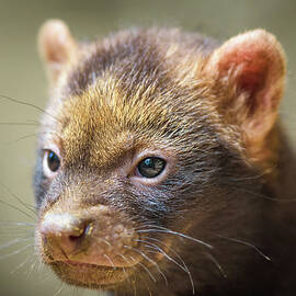 Portrait of a bush dog puppy by Miroslav Liska