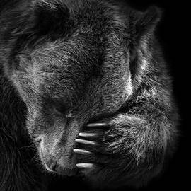 Portrait of Bear in black and white #2