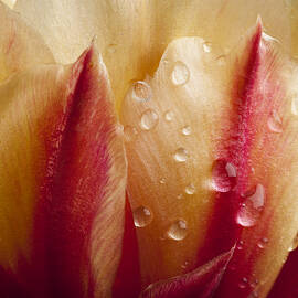 Prickly Pear Close Up by Kelley King