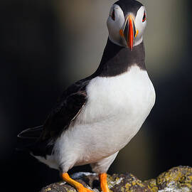 Puffin Portrait by Grant Glendinning