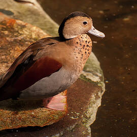 ringed teal on a rock by Flees Photos