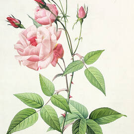 Rosa Indica Vulgaris by Pierre Joseph Redoute