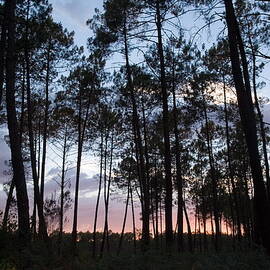 Silhouette of pine trees at dusk in the Landes forest by Sami Sarkis Photography