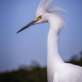 Snowy Egret Portrait by Stefano Senise
