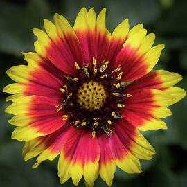 Sunflower by Ed Clark