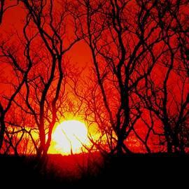 Sunsets by Donn Ingemie