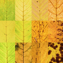 Swatches - Autumn Leaves inspired by Gerhard Richter by Shankar Adiseshan