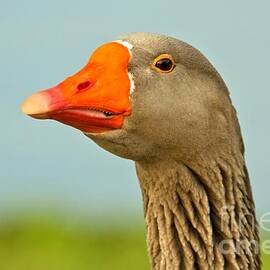 Toulouse Goose Close Up by Adam Jewell