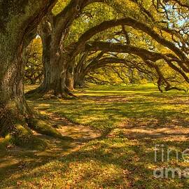 Tunnel Of The Oaks by Adam Jewell