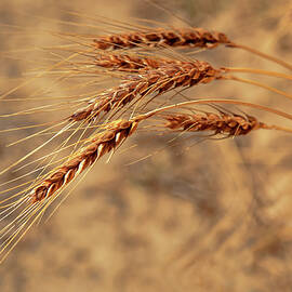 Wheat Closeup by Mary Jo Allen